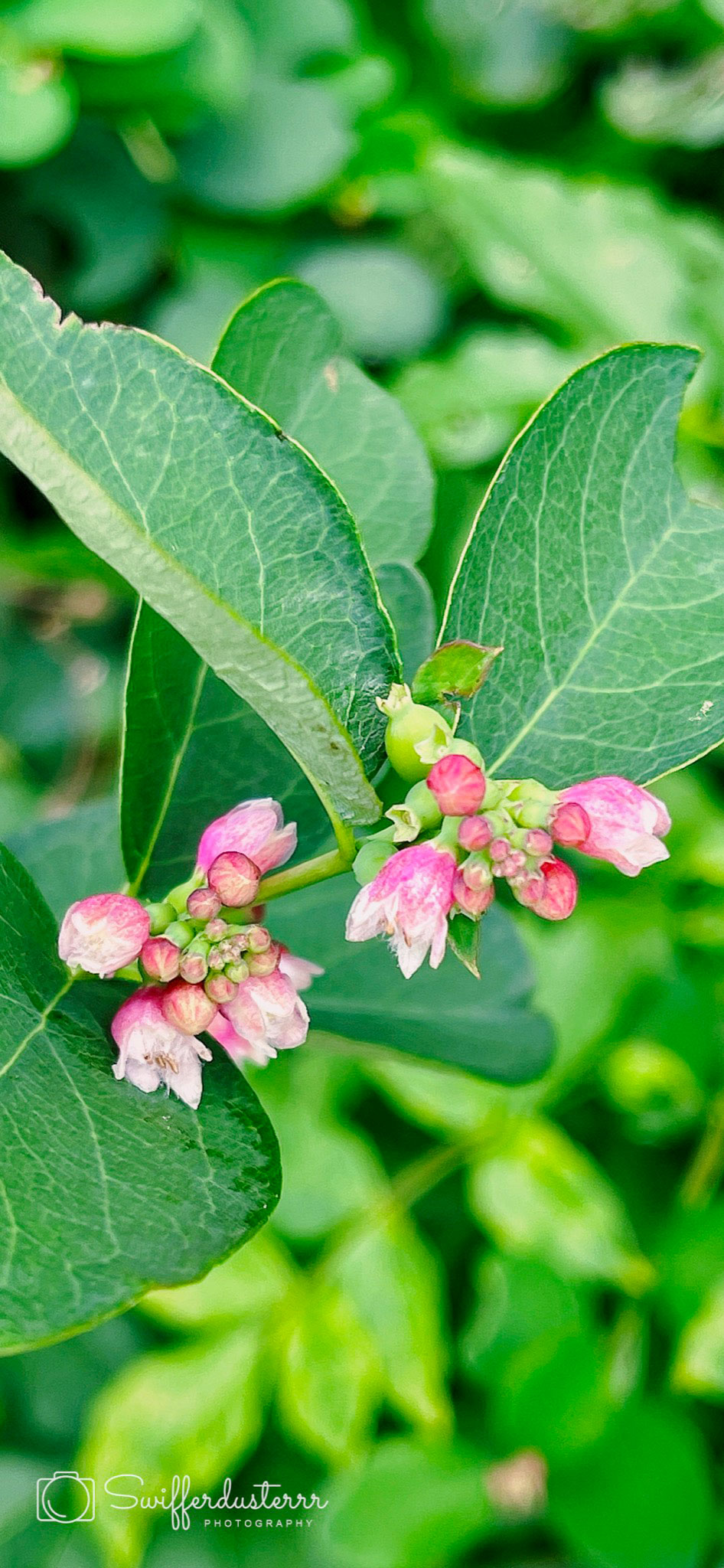 IMG_0342 Edited%20MWM