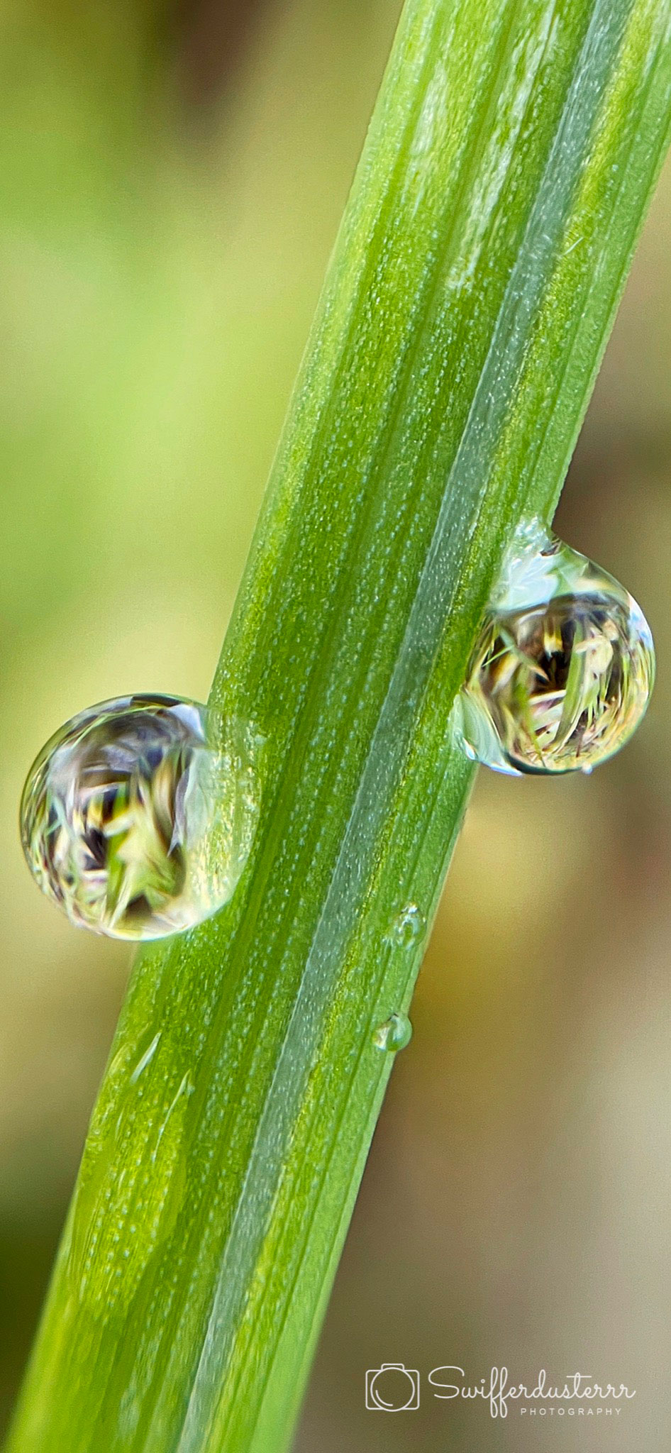 IMG_0342 Edited%20MWM