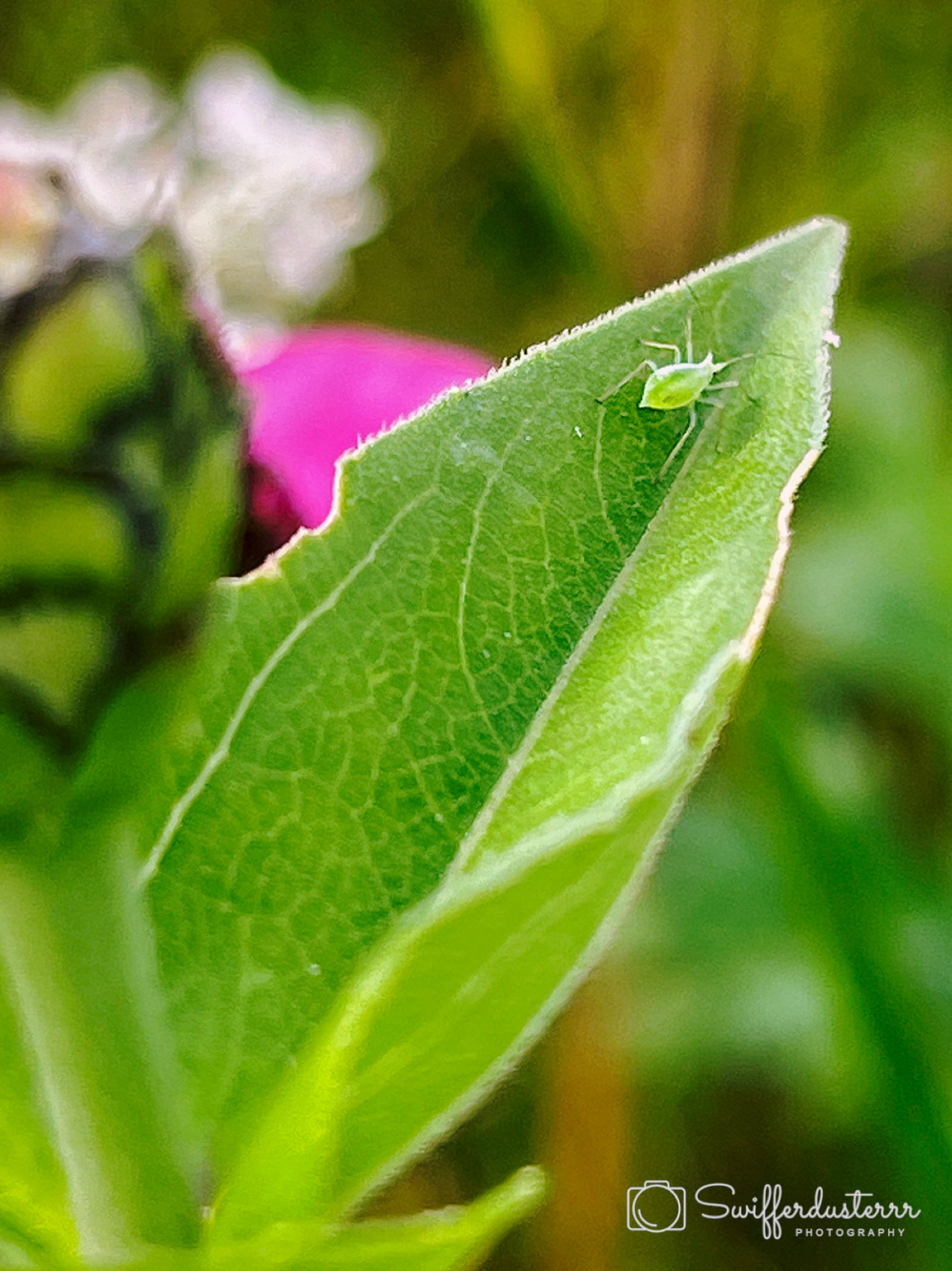 IMG_1867 Edited-MWM-OG